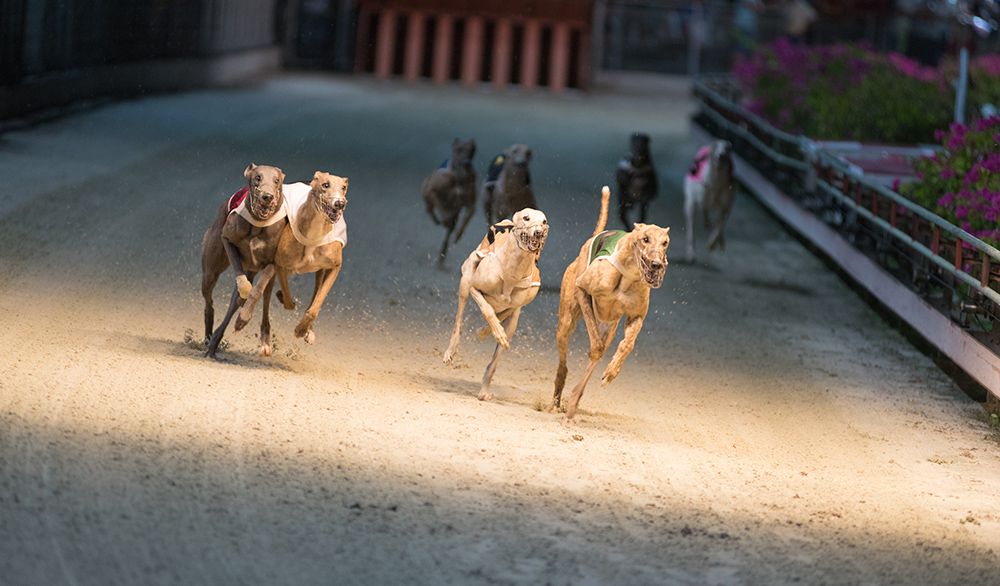 Nueva Zelanda galgos