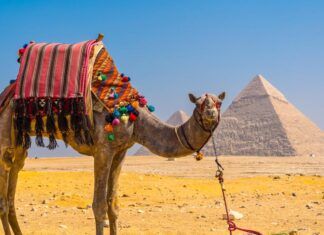 Airbnb deja de vender entradas para paseos en camello en Egipto Airbnb