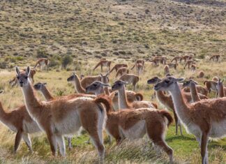 Argentina vuelve a autorizar la exportación de animales vivos exportación de animales