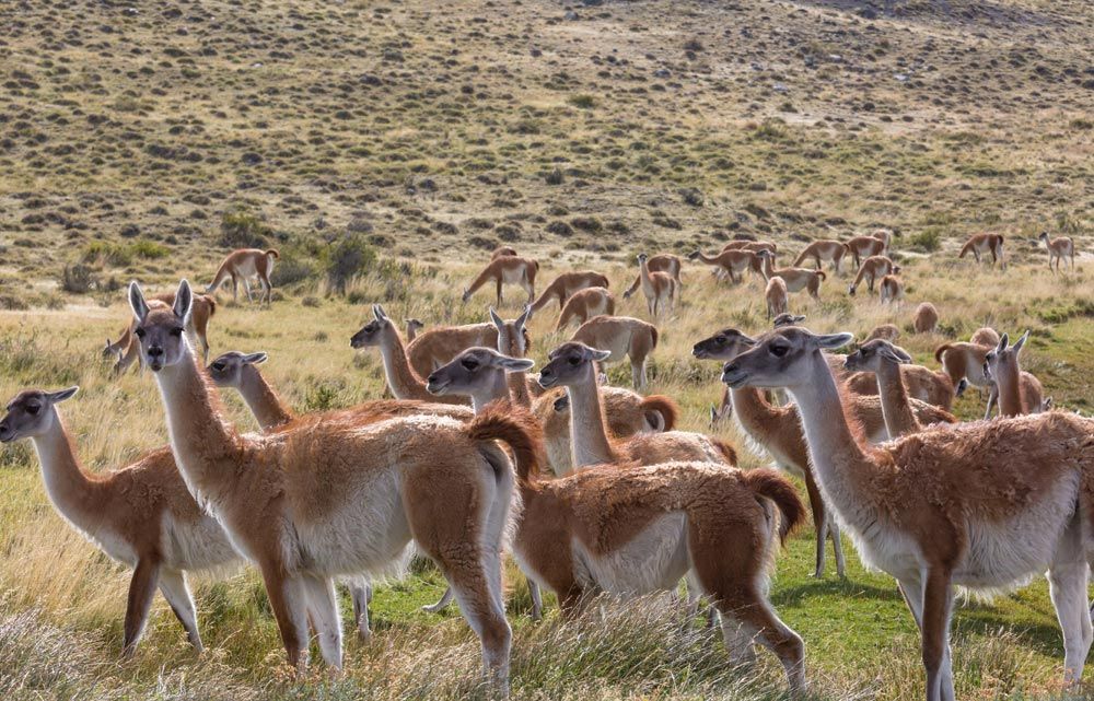 exportación de animales