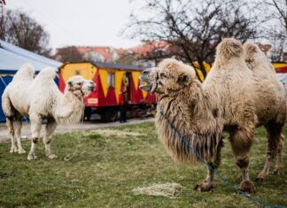 No, aún no se han acabado los circos con animales circos