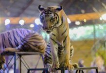 Hungría prohibirá el uso de numerosas especies salvajes en los circos desde 2027 circos