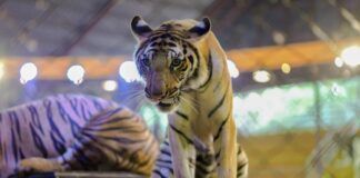 Hungría prohibirá el uso de numerosas especies salvajes en los circos desde 2027 circos