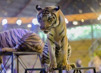 Hungría prohibirá el uso de numerosas especies salvajes en los circos desde 2027 circos