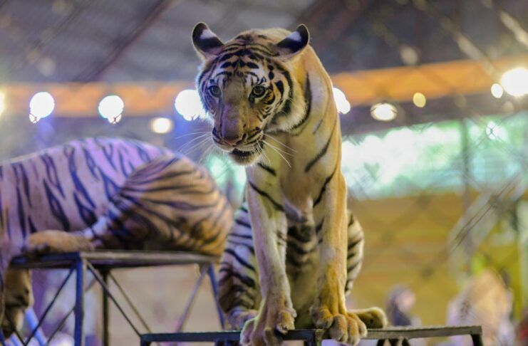 Hungría prohibirá el uso de numerosas especies salvajes en los circos desde 2027 circos