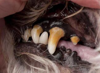 Cómo se hace una pasta de dientes natural para perros pasta dientes perros