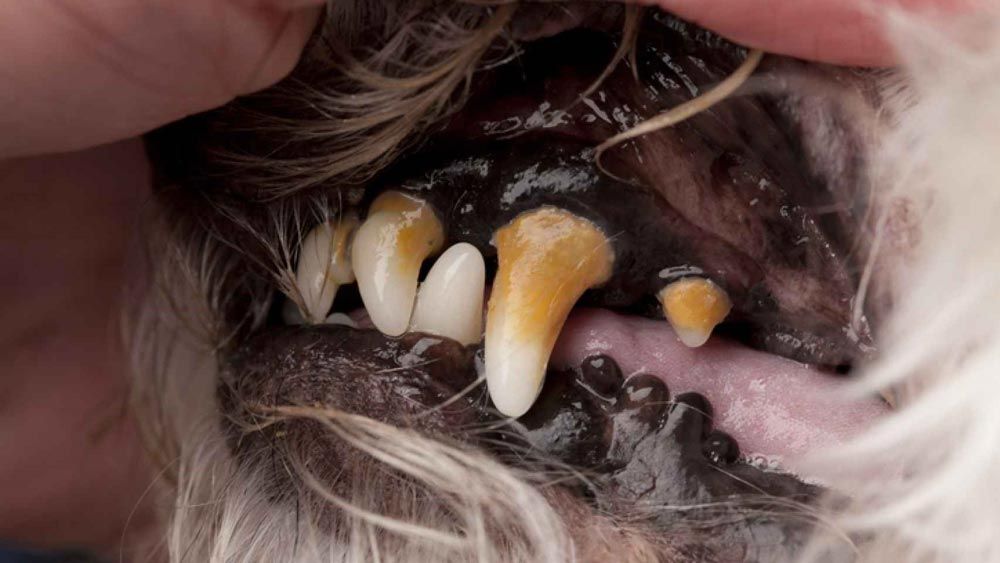 pasta dientes perros