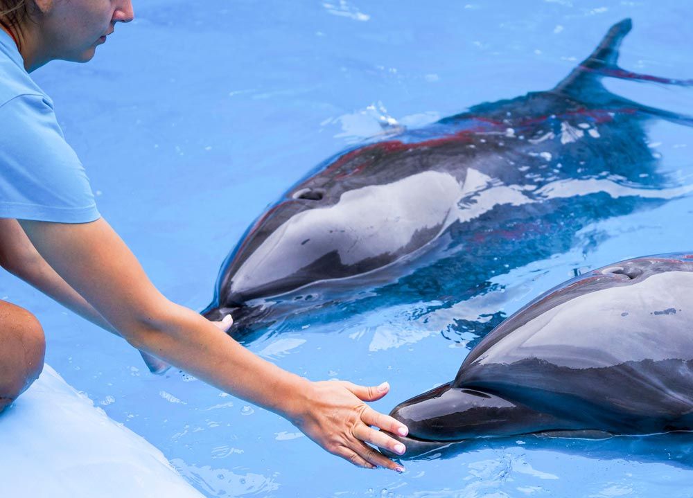 SeaWorld Orlando