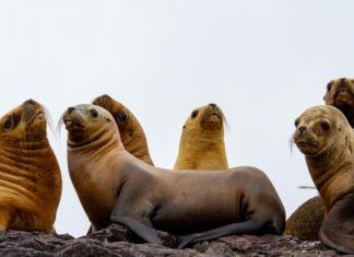 Uruguay y su negocio con los lobos marinos: permite la captura para exportarlos a parques acuáticos asiáticos Uruguay lobos marinos