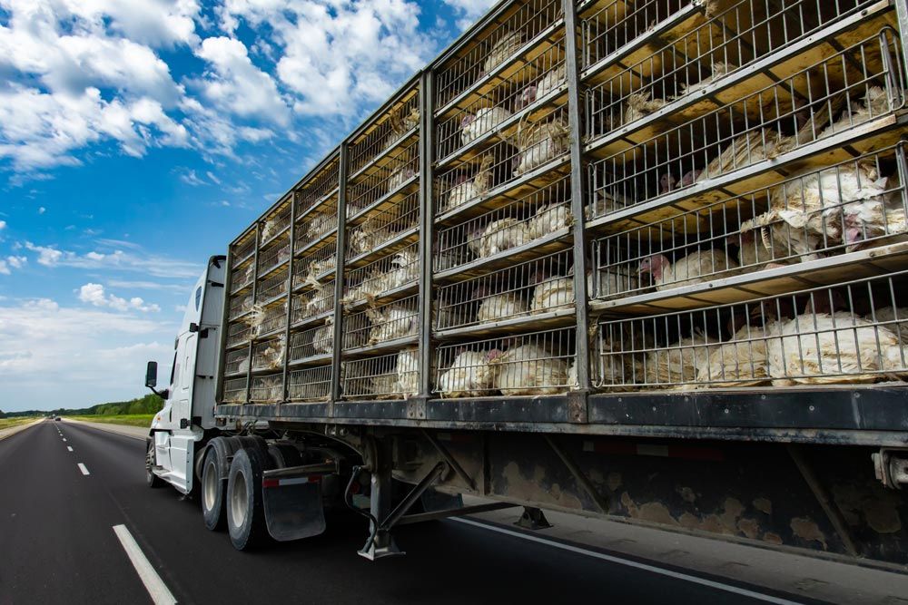 Transporte de animales en camión
