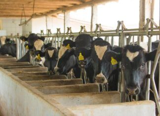 Voces contra las macrogranjas: vecinos de Ourense llevan a la Xunta de Galicia ante los tribunales vacas en macrogranjas