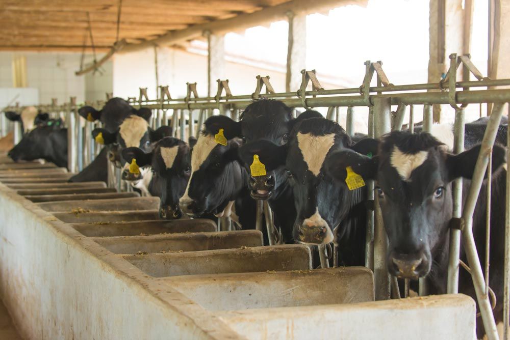 vacas en macrogranjas