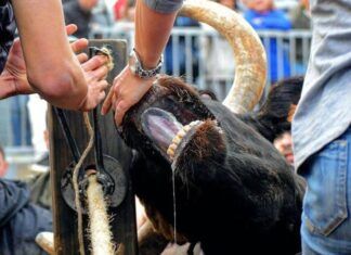 La plataforma antitaurina de la Comunidad Valenciana pide al nuevo alcalde de Paiporta que no dé ningún tipo de apoyo a los actos con animales Paiporta