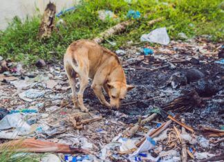 Florida impone penas de cárcel por el abandono de animales durante emergencias abandono perro ley trooper