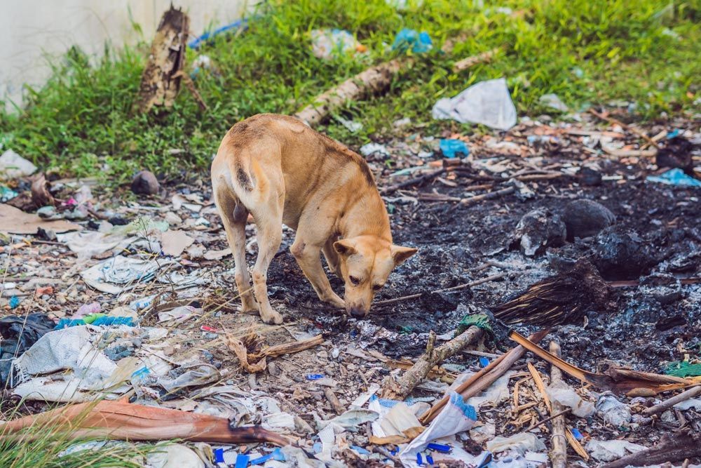 abandono animales