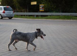 Extremar las precauciones al volante también puede salvar vidas caninas Salvar vidas caninas