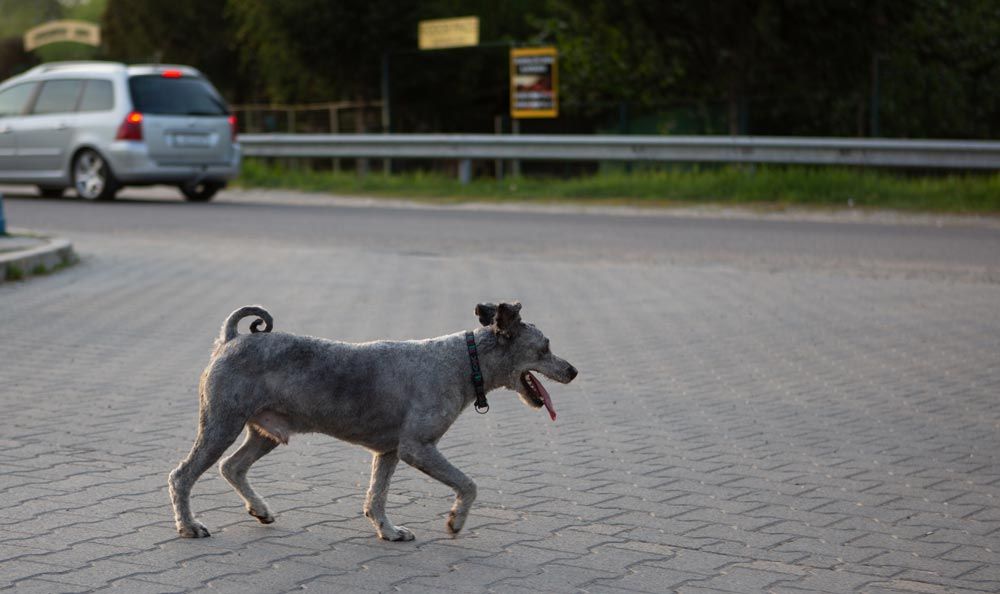 Salvar vidas caninas