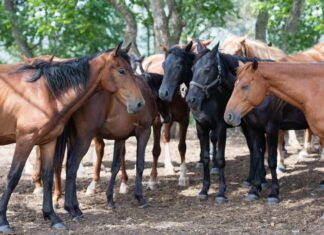 Investigan un hombre por maltratar y abandonar a sus siete caballos en Oliva, Valencia caballos abandonados