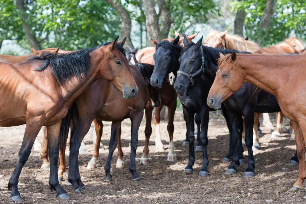 caballos abandonados