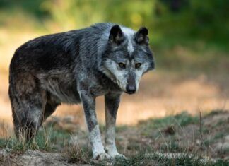 «Lobo vivo y protegido»: más de 1.500 personas piden el fin de la caza del lobo ibérico lobo ibérico