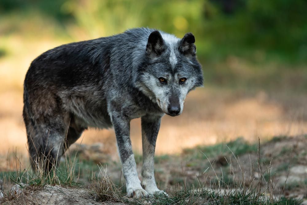 lobo ibérico
