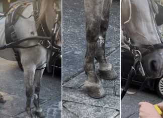 ¿Hemos perdido a Hope? Indignación internacional por un caballo de tiro explotado en Marbella hope caballo explotado en marbella