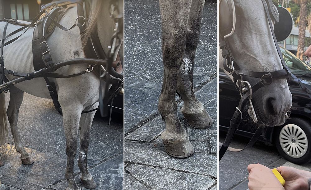 hope caballo explotado en marbella