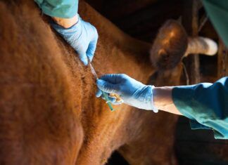 Antimicrobianos en la ganadería: un motor de la resistencia bacteriana Antimicrobianos