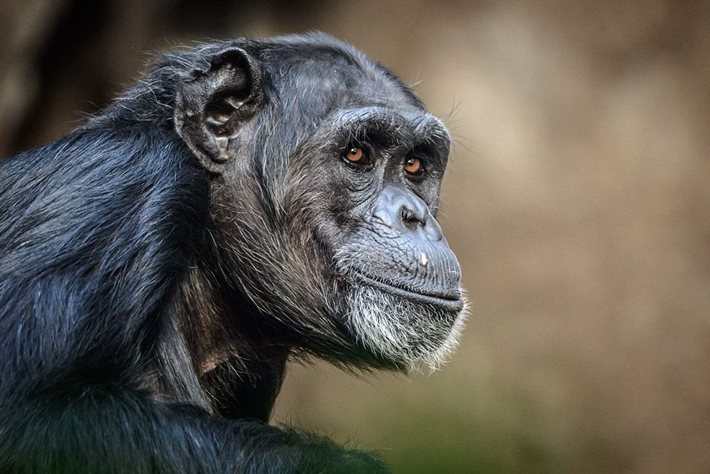 chimpancé