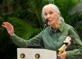 Jane Goodall: «El mayor peligro para nuestro futuro es la apatía» Jane Goodall