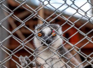 Lémures: desaparecidos en la selva y cotizados en el mercado negro por su carne lémures