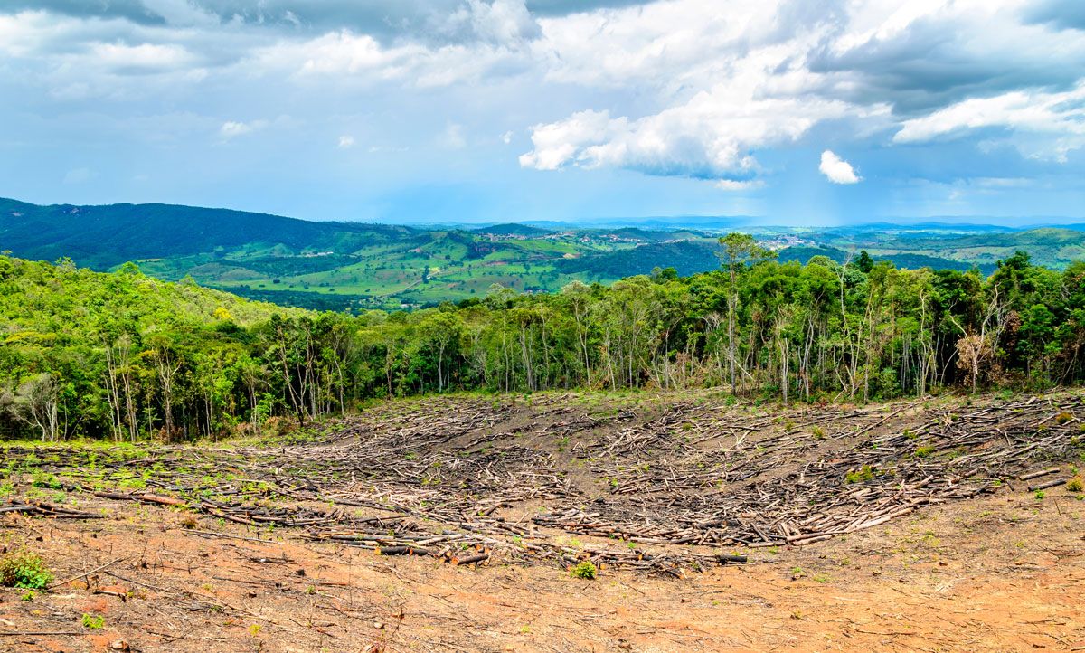 deforestación