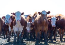 El veganismo puede frenar la deforestación de nuestro planeta veganismo-y-deforestación