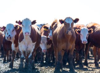 El veganismo puede frenar la deforestación de nuestro planeta veganismo-y-deforestación