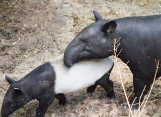 El cuidado parental de las crías de los animales silvestres animales silvestres