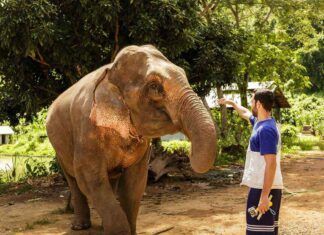 Indonesia pone fin oficialmente a los paseos en elefante elefante