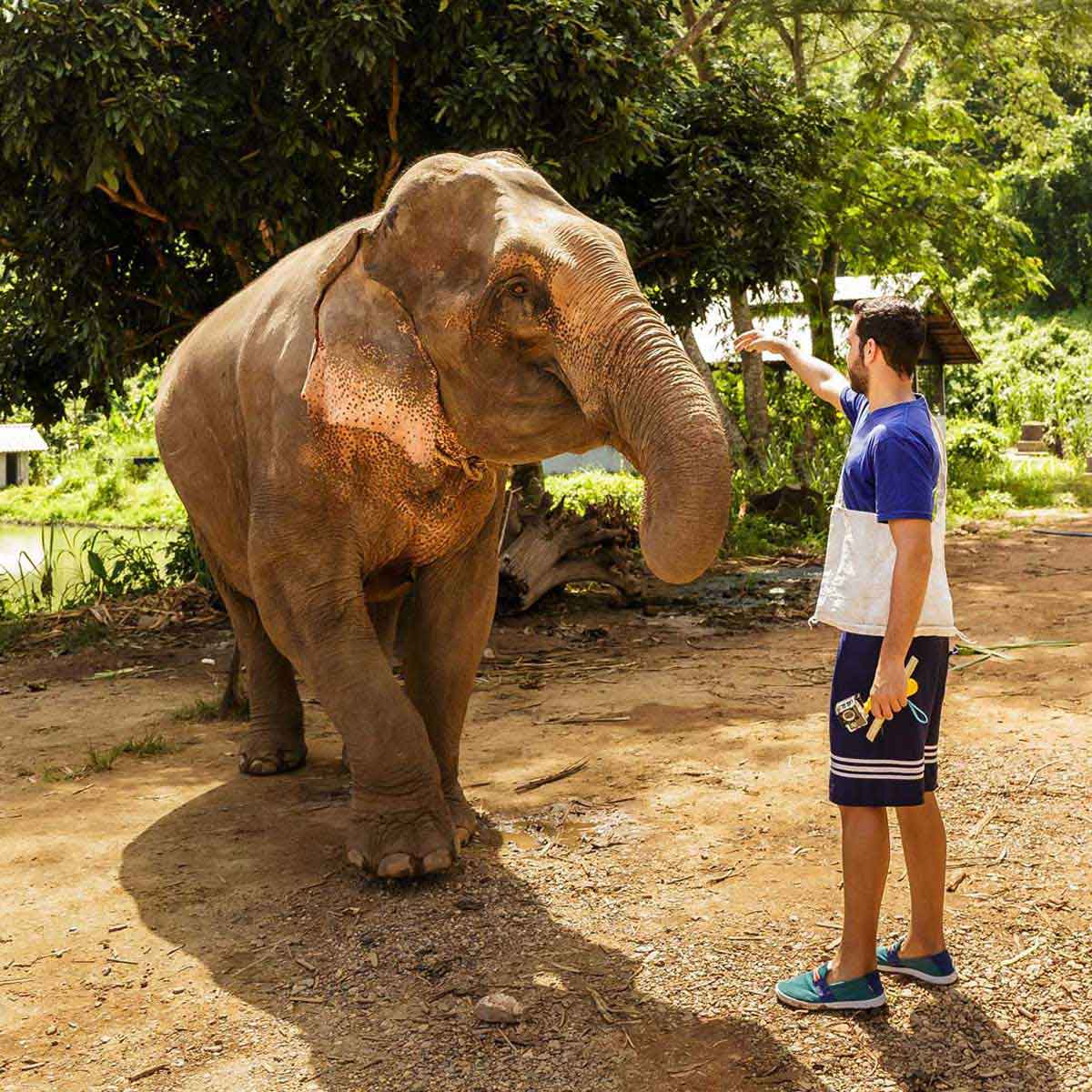 elefante 