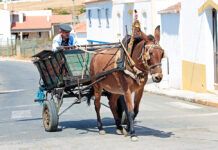 Cómo romper a un caballo Farmer driving on his horse cart in Portugal
