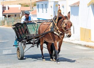 Cómo romper a un caballo Farmer driving on his horse cart in Portugal