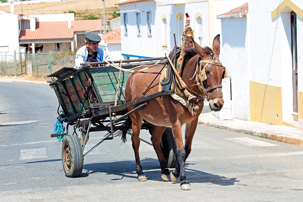 Farmer driving on his horse cart in Portugal