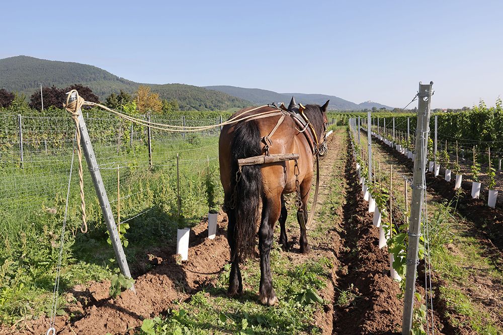 workhorse in the vineyard