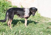 ¿Cómo saber si un santuario de animales o centro de rescate es real? Stray dog with amputated front leg