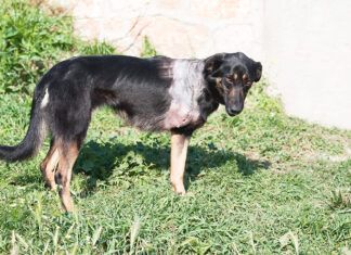 ¿Cómo saber si un santuario de animales o centro de rescate es real? Stray dog with amputated front leg