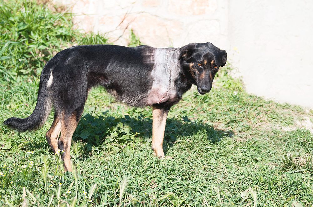 Stray dog with amputated front leg