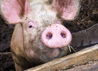 La polémica granja porcina Hogwood cierra sus puertas pig