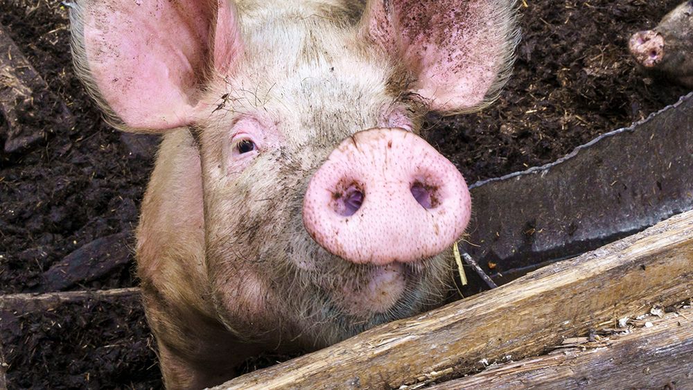 pig