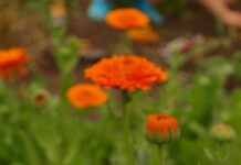 Las flores de caléndula podrían convertirse en un ingrediente proteico Calendula