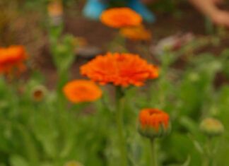 Las flores de caléndula podrían convertirse en un ingrediente proteico Calendula