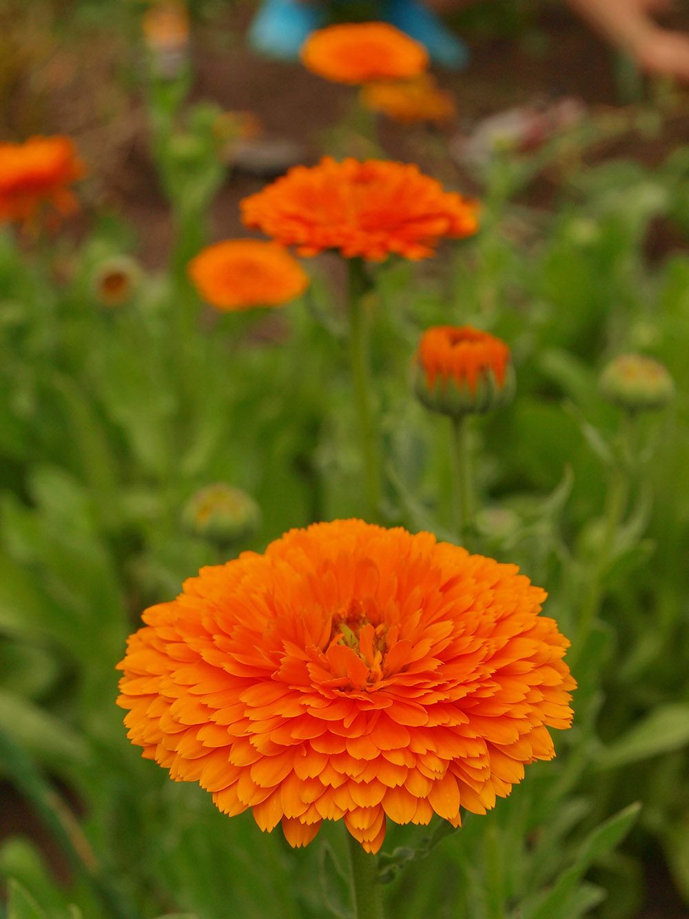 Calendula