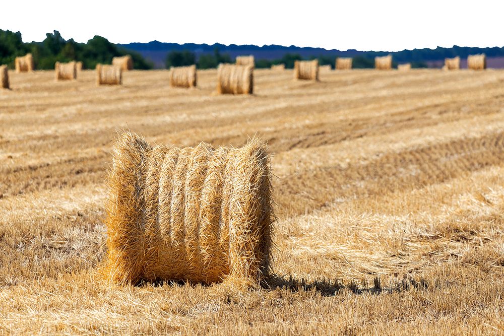 Straw bales or hay rolls on farmland field. Harvest concept